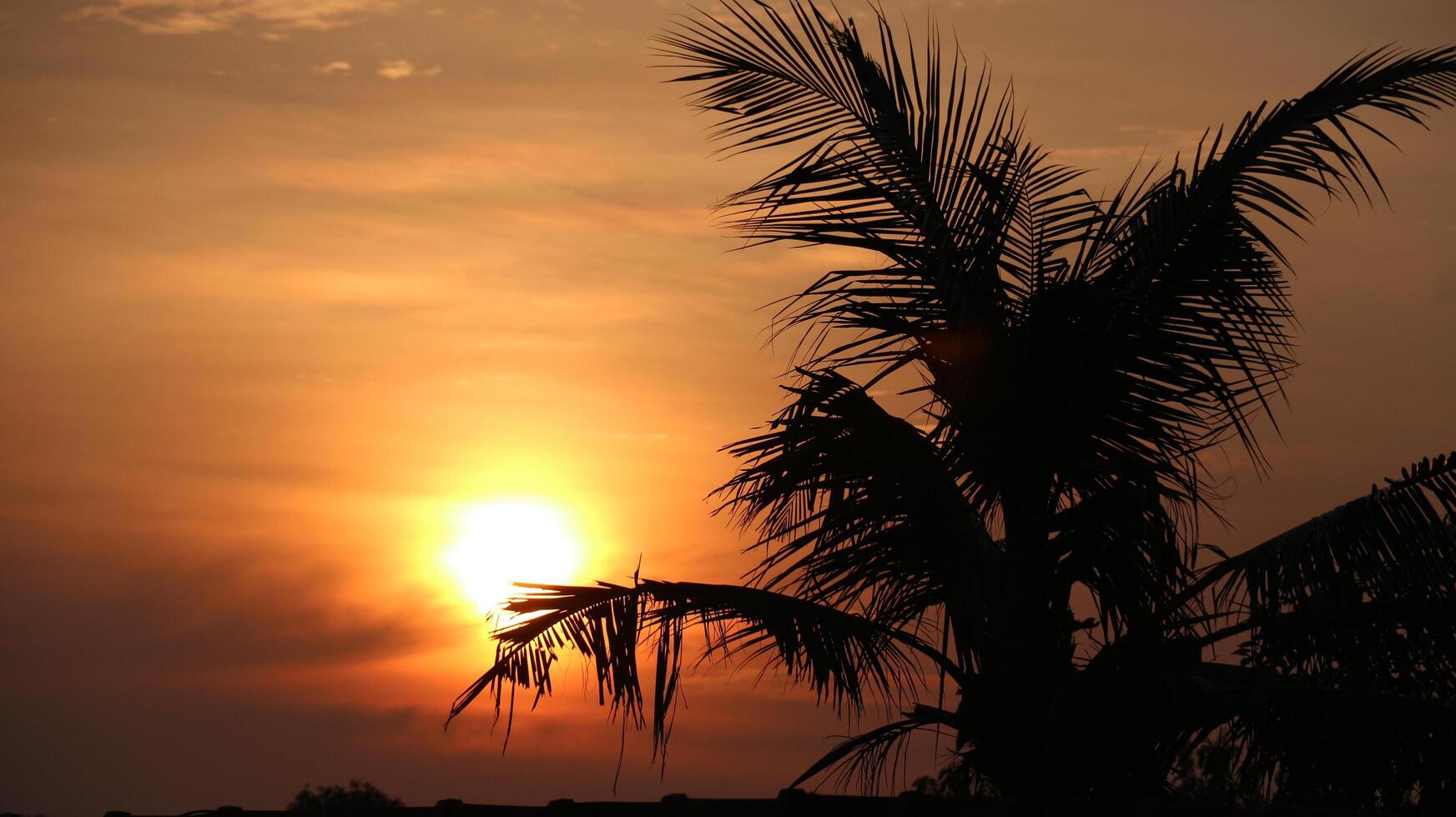 The sun sets in the afternoon accompanied by a backdrop of coconut trees photo