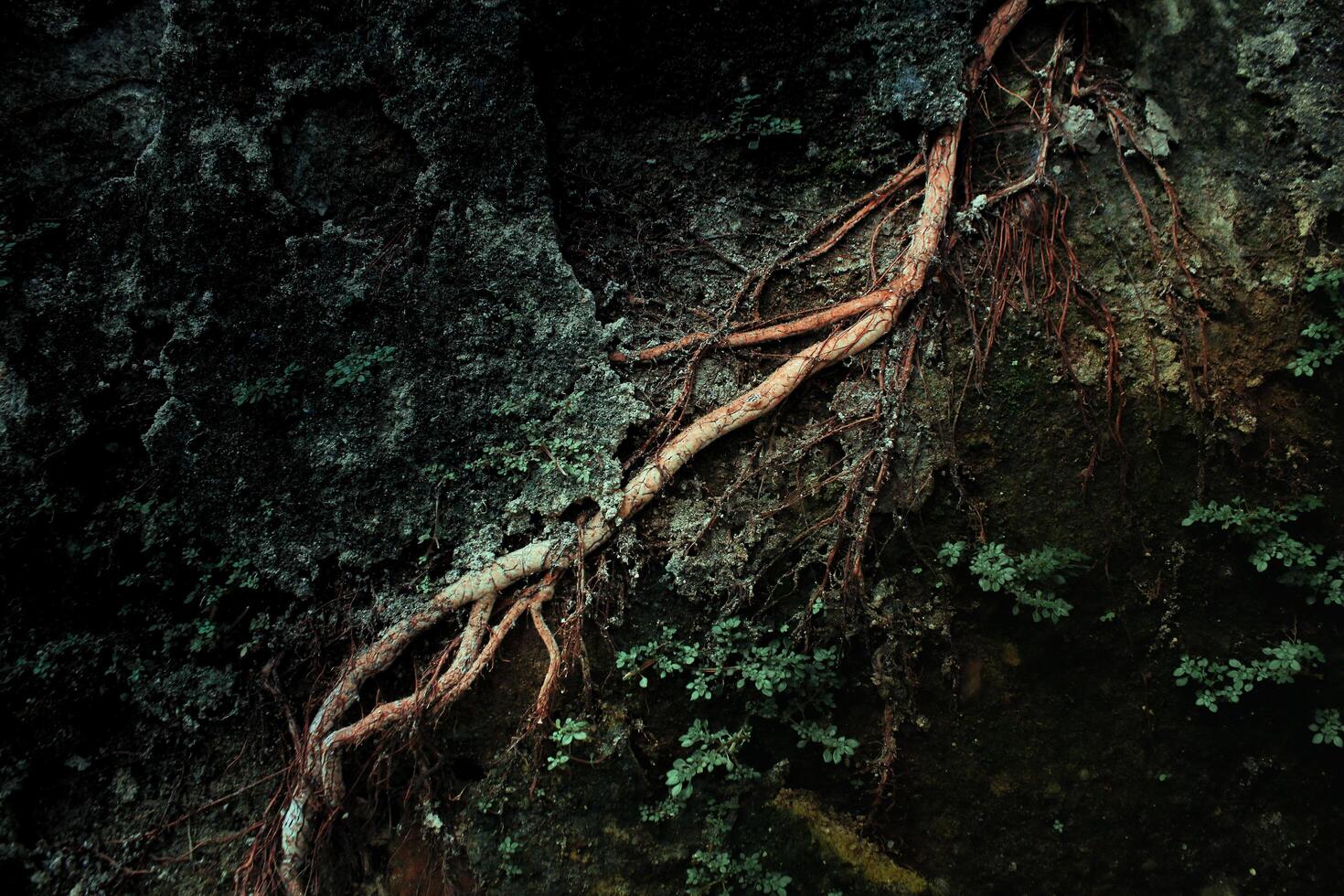 plant roots attached to the stone with abstract motifs photo