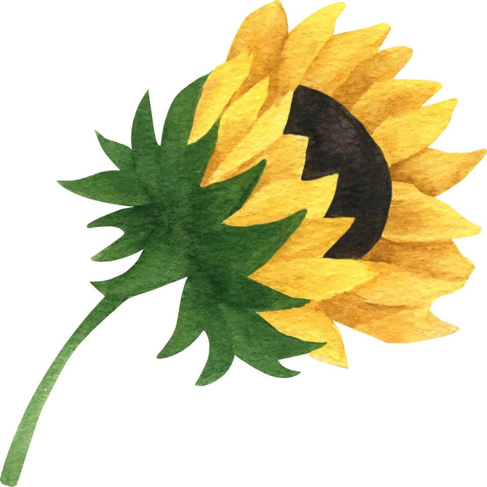 Realistic watercolor sunflower vector