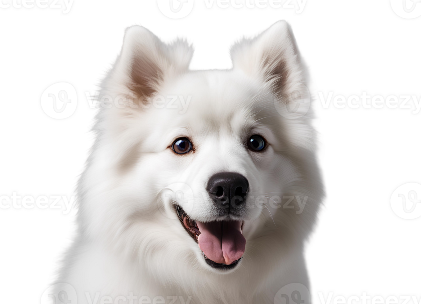 AI generated Playful American Eskimo Dog png