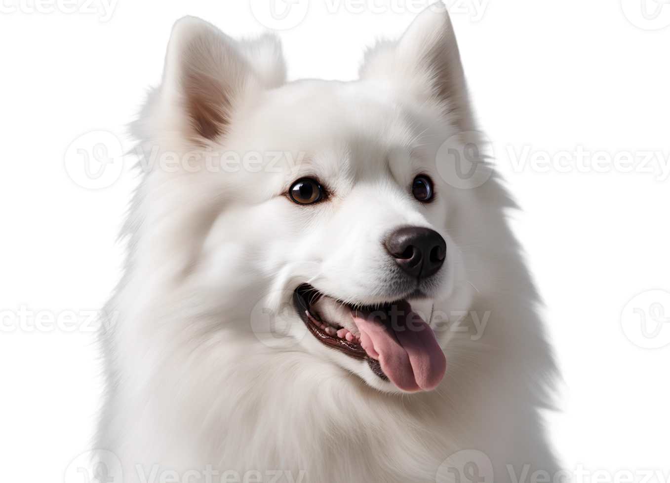 AI generated Playful American Eskimo Dog png