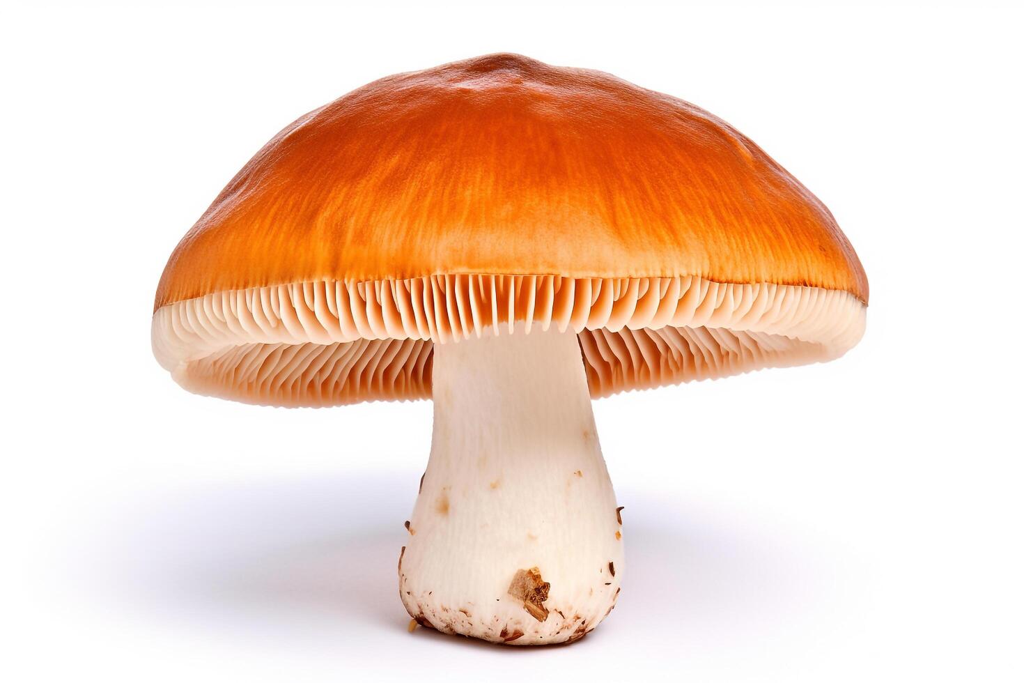 Mushroom isolated on white background.Generative Ai. photo