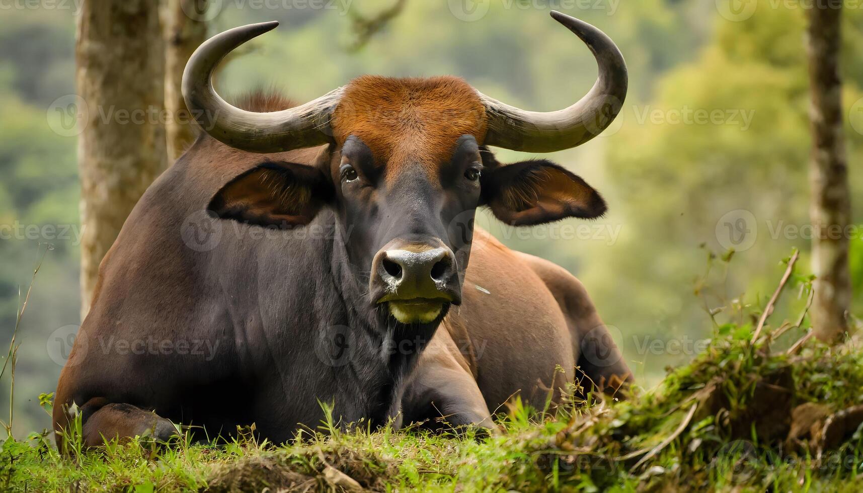 AI generated gaur face closeup resting alone in the forest photo