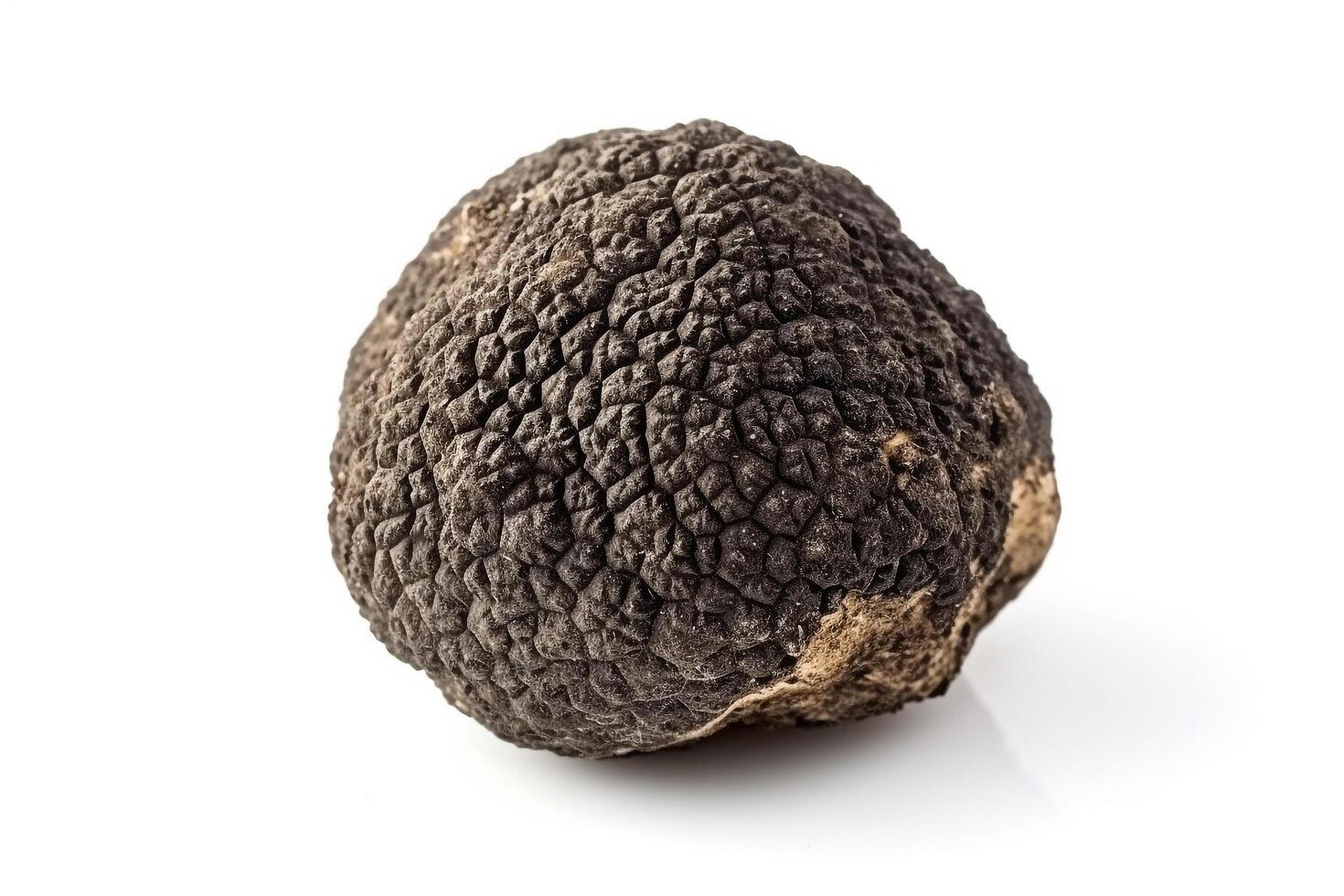 AI generated Black truffle mushroom isolate on white background .Generative Ai. photo
