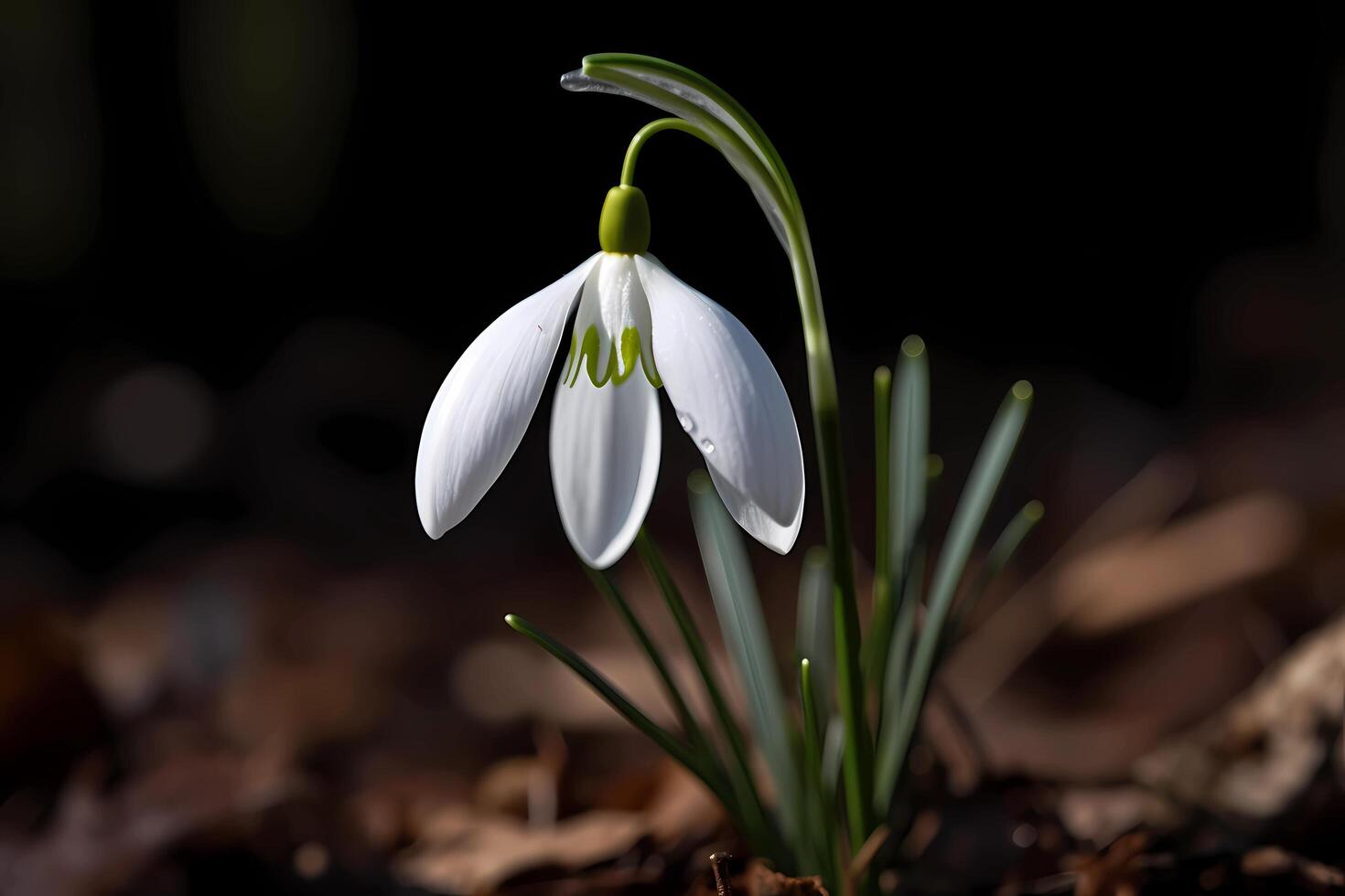 AI generated Snowdrop - Galanthus -  Europe - Are known for their delicate, white blooms and early blooming time. They are often used for decorative purposes and as a symbol of hope and purity photo