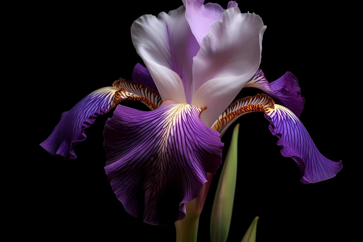 AI generated Iris - Iris germanica - Native to Europe and Asia, irises are known for their striking colors and unique shape. They are often used in gardens and for decorative purposes photo