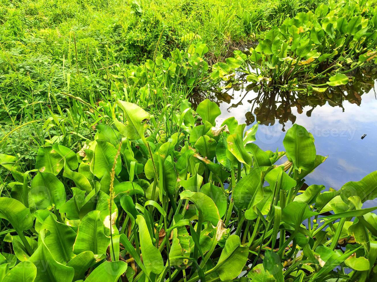 agua jacinto en acuoso pantano areas foto