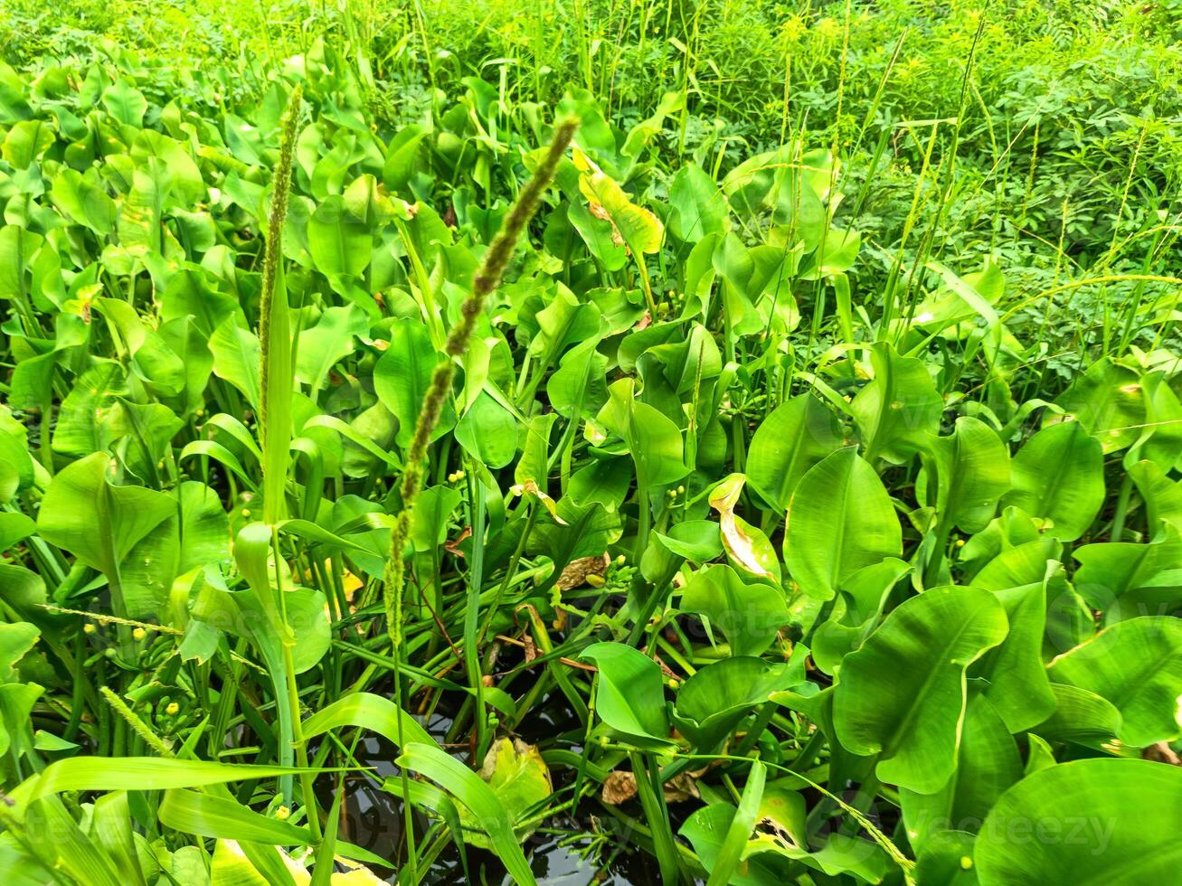 Water hyacinth in watery swamp areas photo