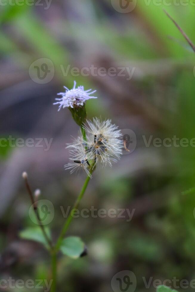 closeup photo of plants