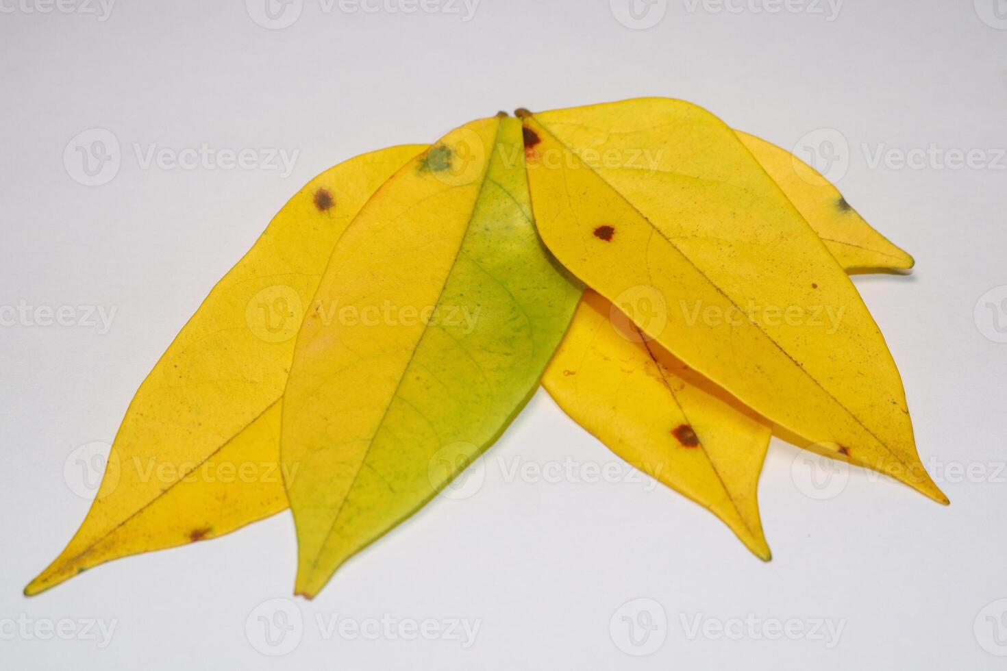 cerca arriba foto de amarillo hojas, estrella Fruta árbol hojas