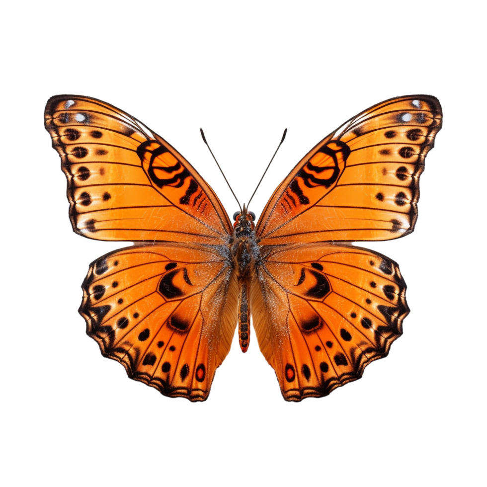 Ai Generated Butterfly Isolated Against Transparent Background Ai Generated 39621127 Png Ai Generated Butterfly Isolated Against Transparent Background Ai Generated 39621127 Png