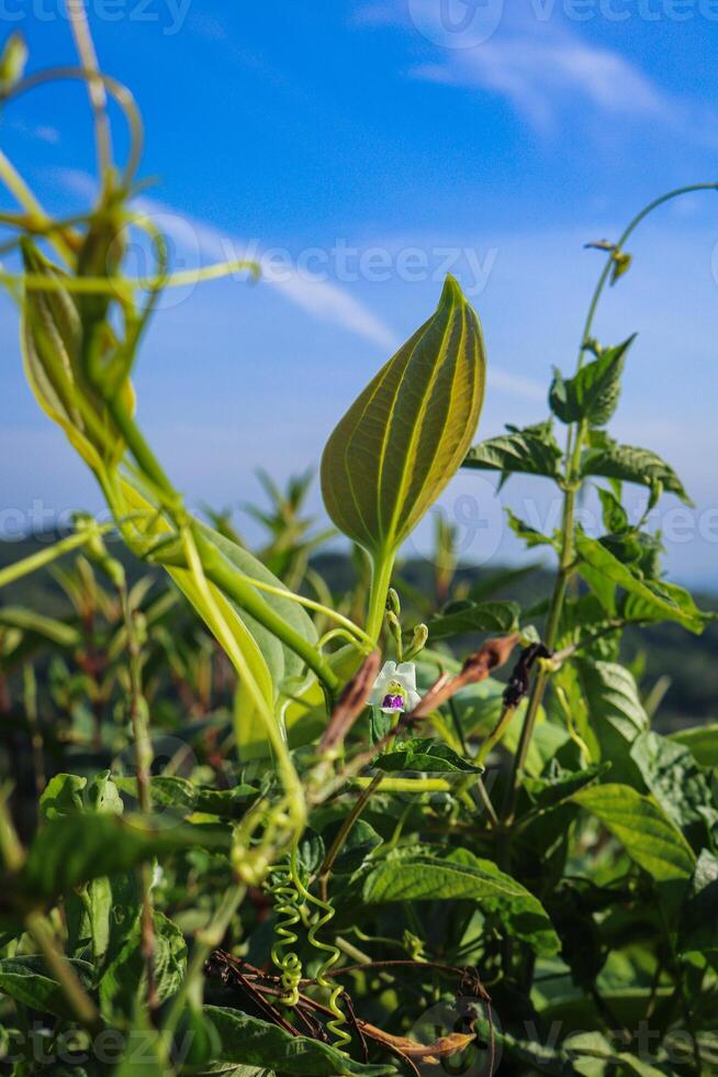 closeup photo of plants