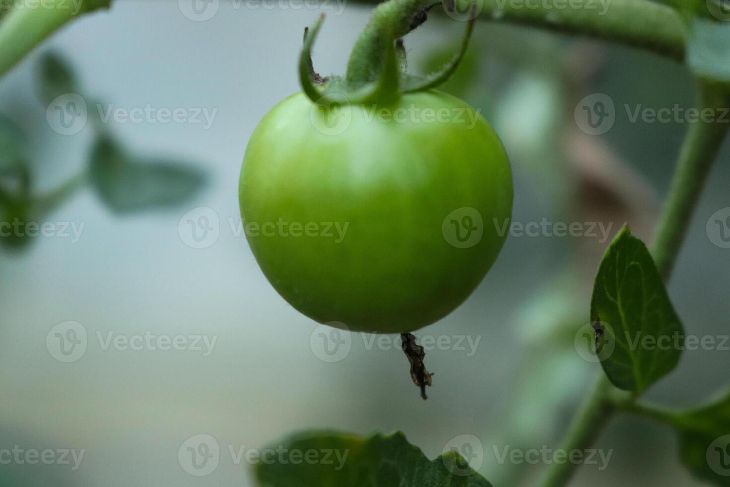 closeup photo of fruit