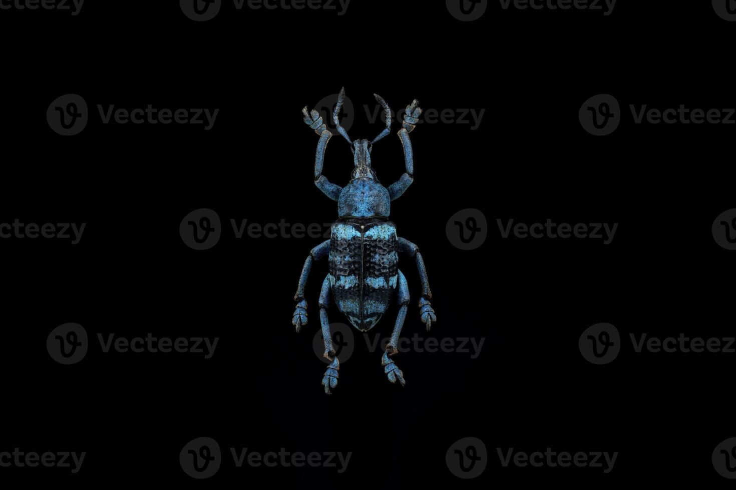 Blue weevil bug photo