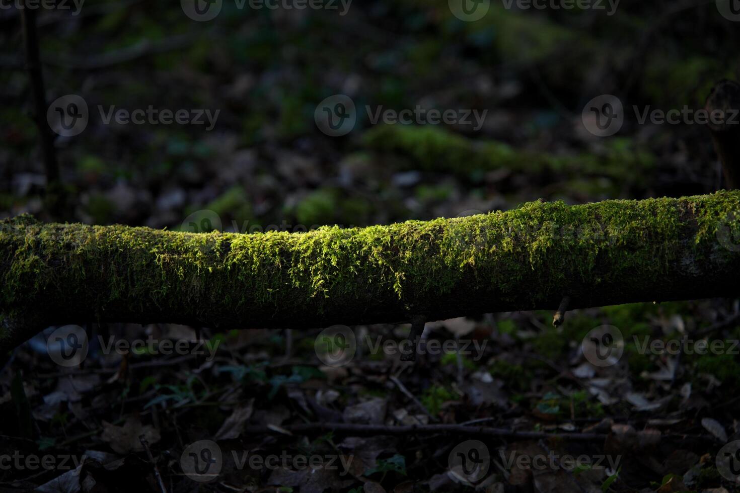Moss on a dead tree trunk photo