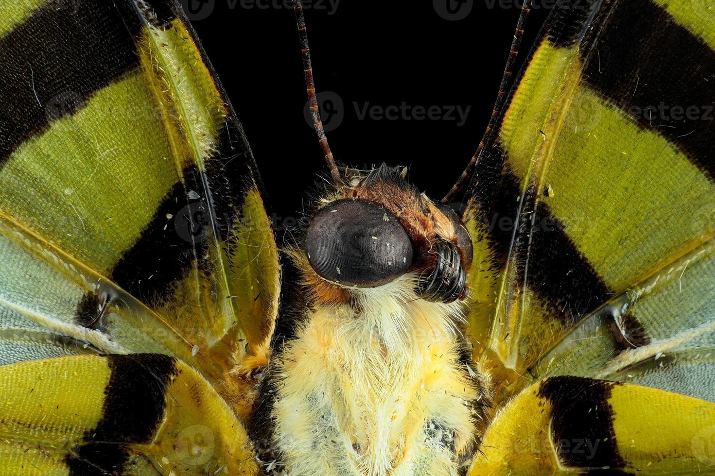 Five barred butterfly, head macro 2by1 magnification photo
