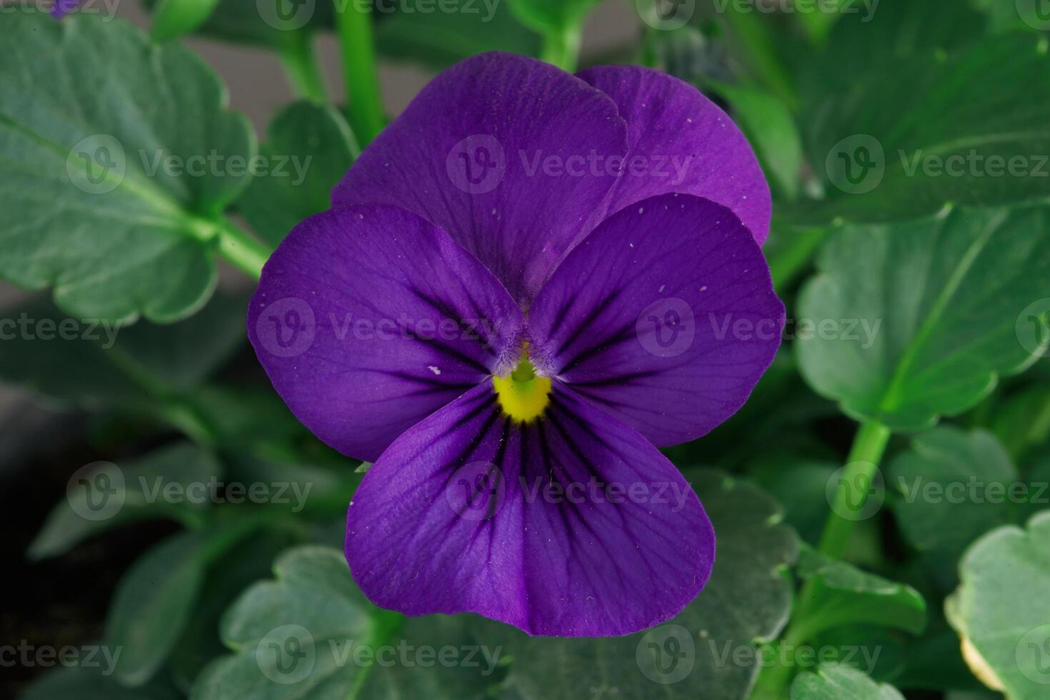 Macro image Pansy viola photo