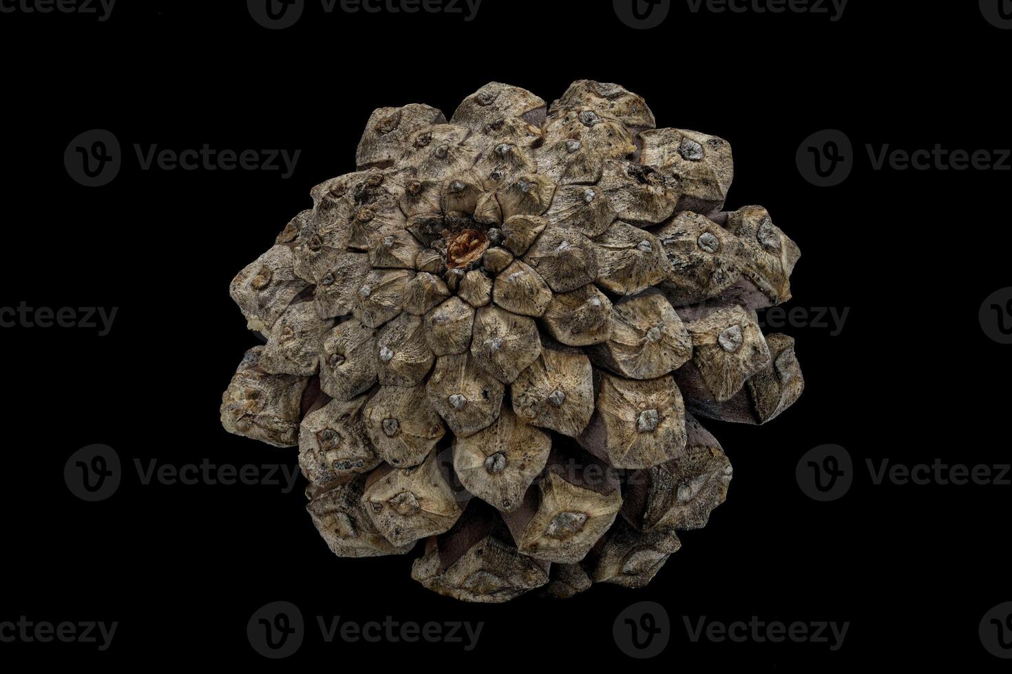 Macro image of a pine cone bottom photo