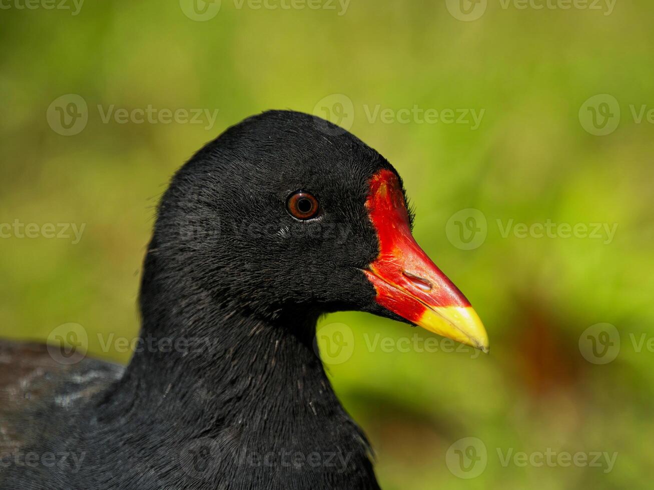Moorhen bird head close up photo