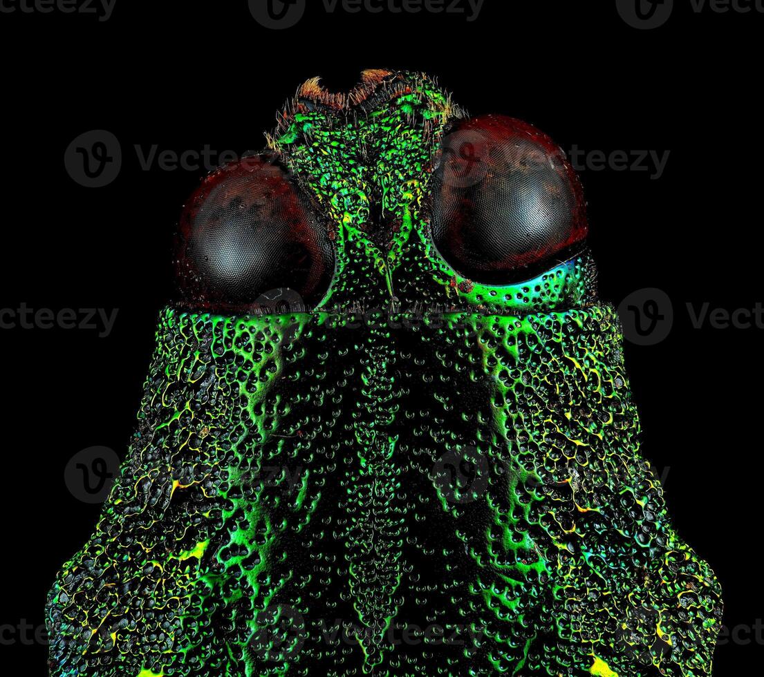 Green jewel beetle head macro photo