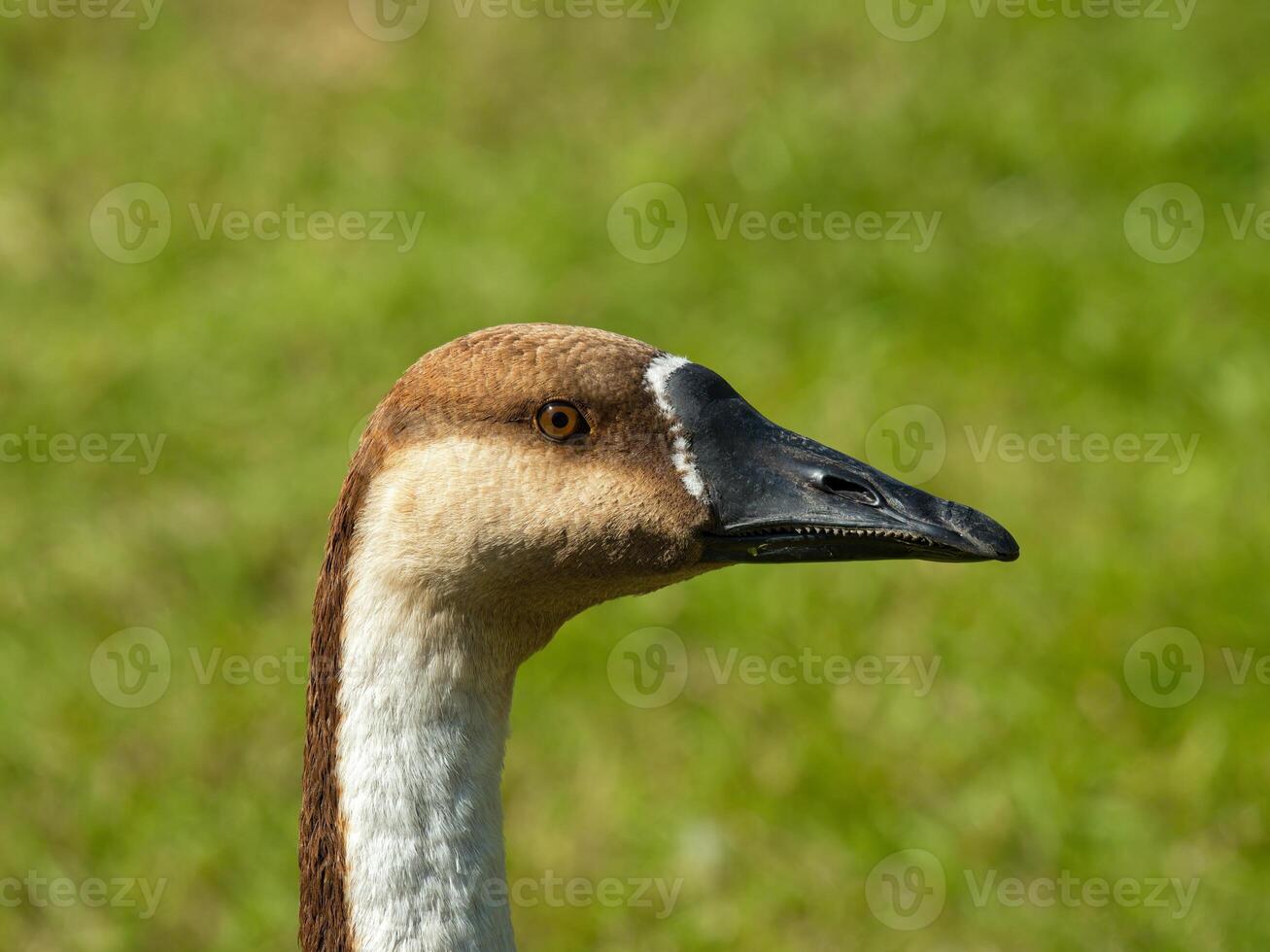 Swan goose head close up photo