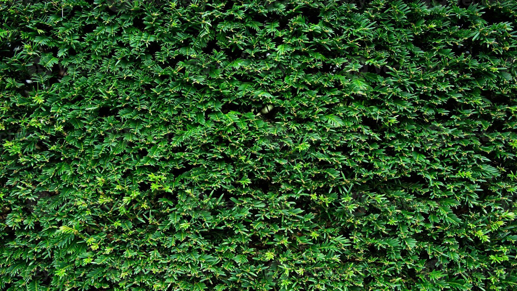 Wallpaper, background, PC screen green bush photo