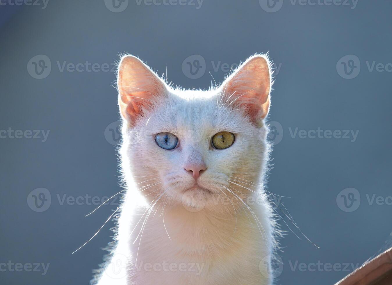 Random cat photo, yellow and blue eyes photo