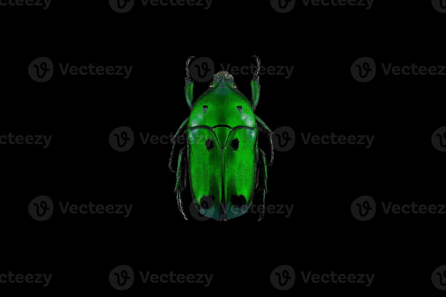 Green scarab beetle photo