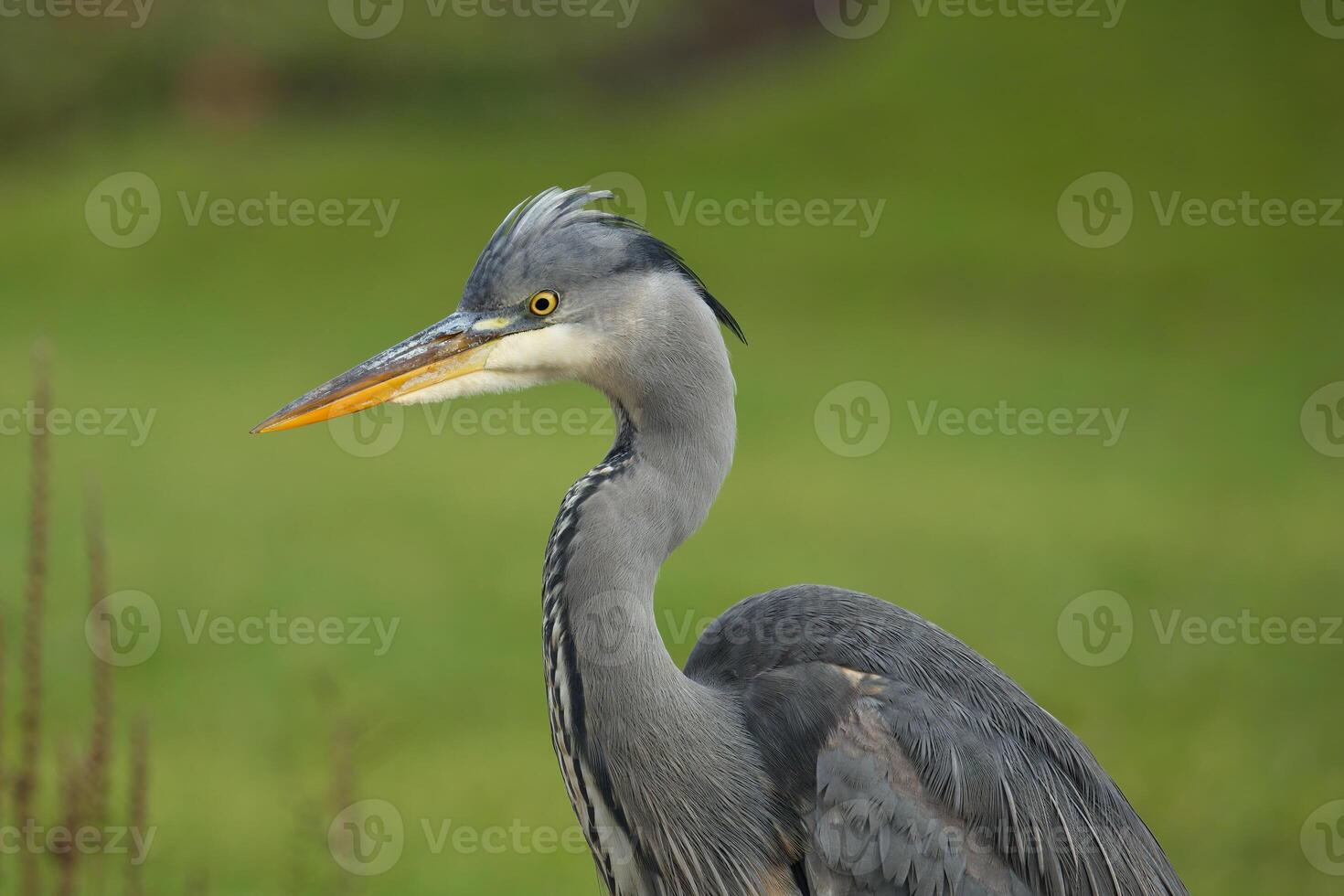 Grey heron, juvenile one photo