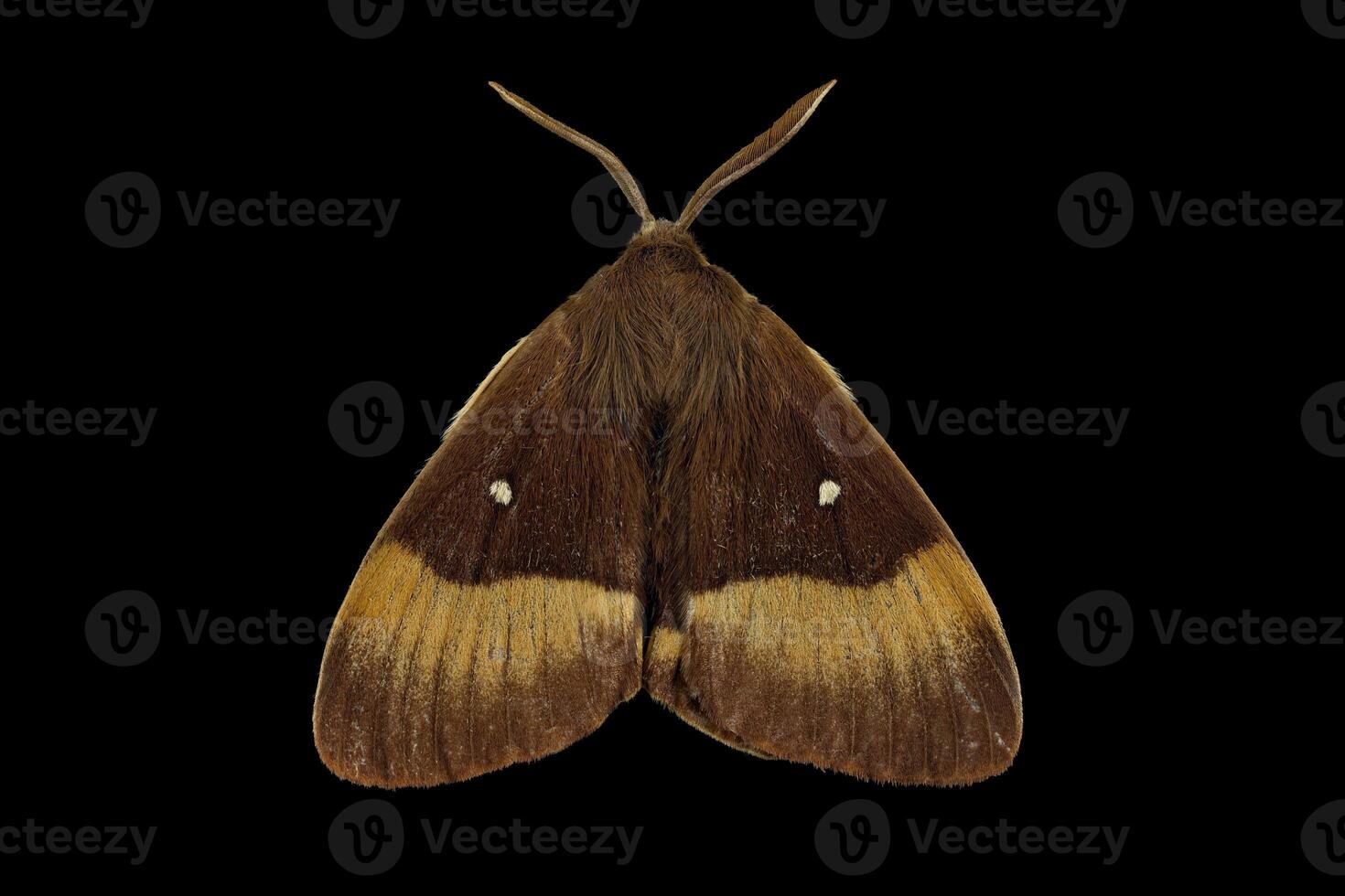 Oak eggar moth, male photo