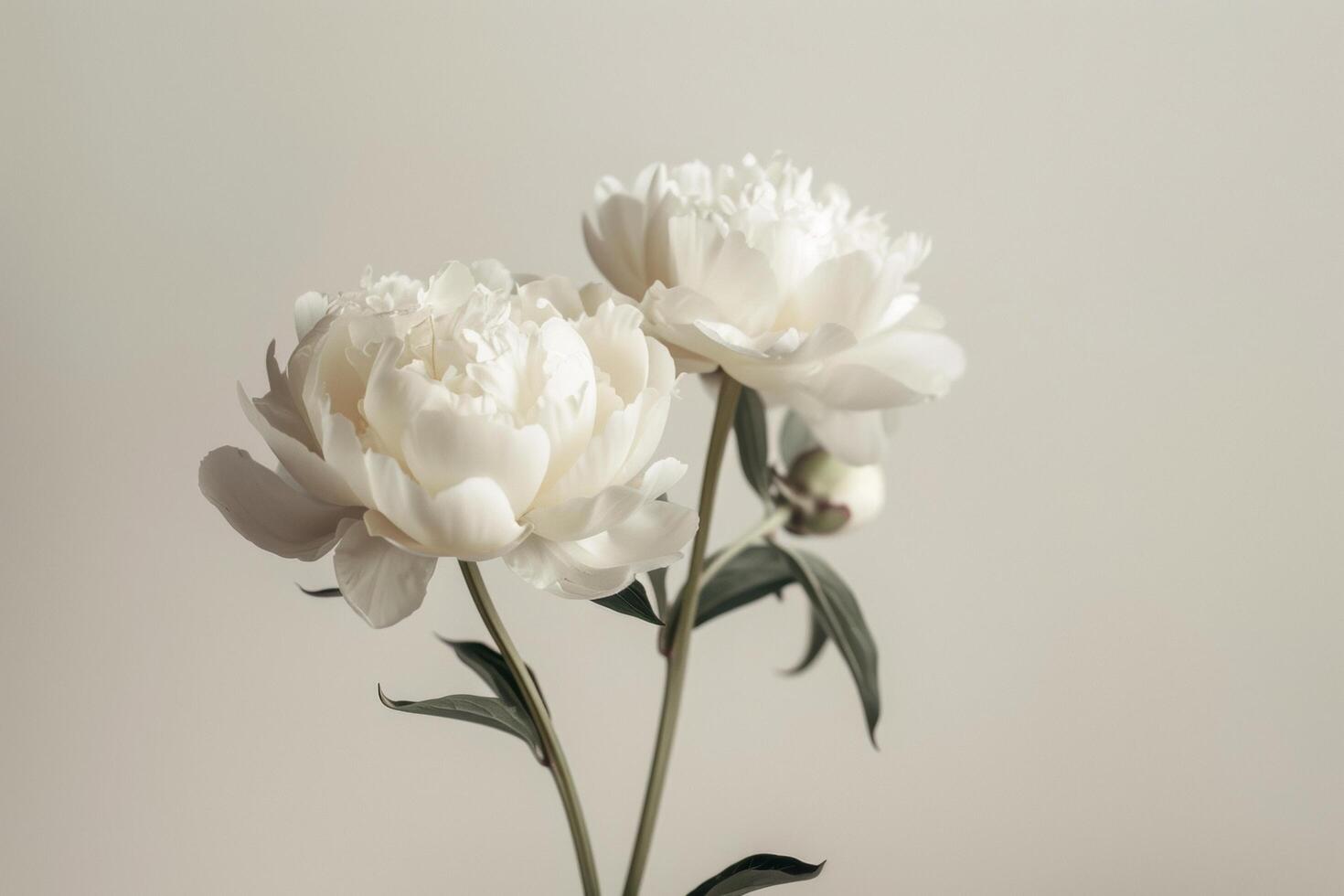 AI generated Elegant White Peonies on Neutral Backdrop photo