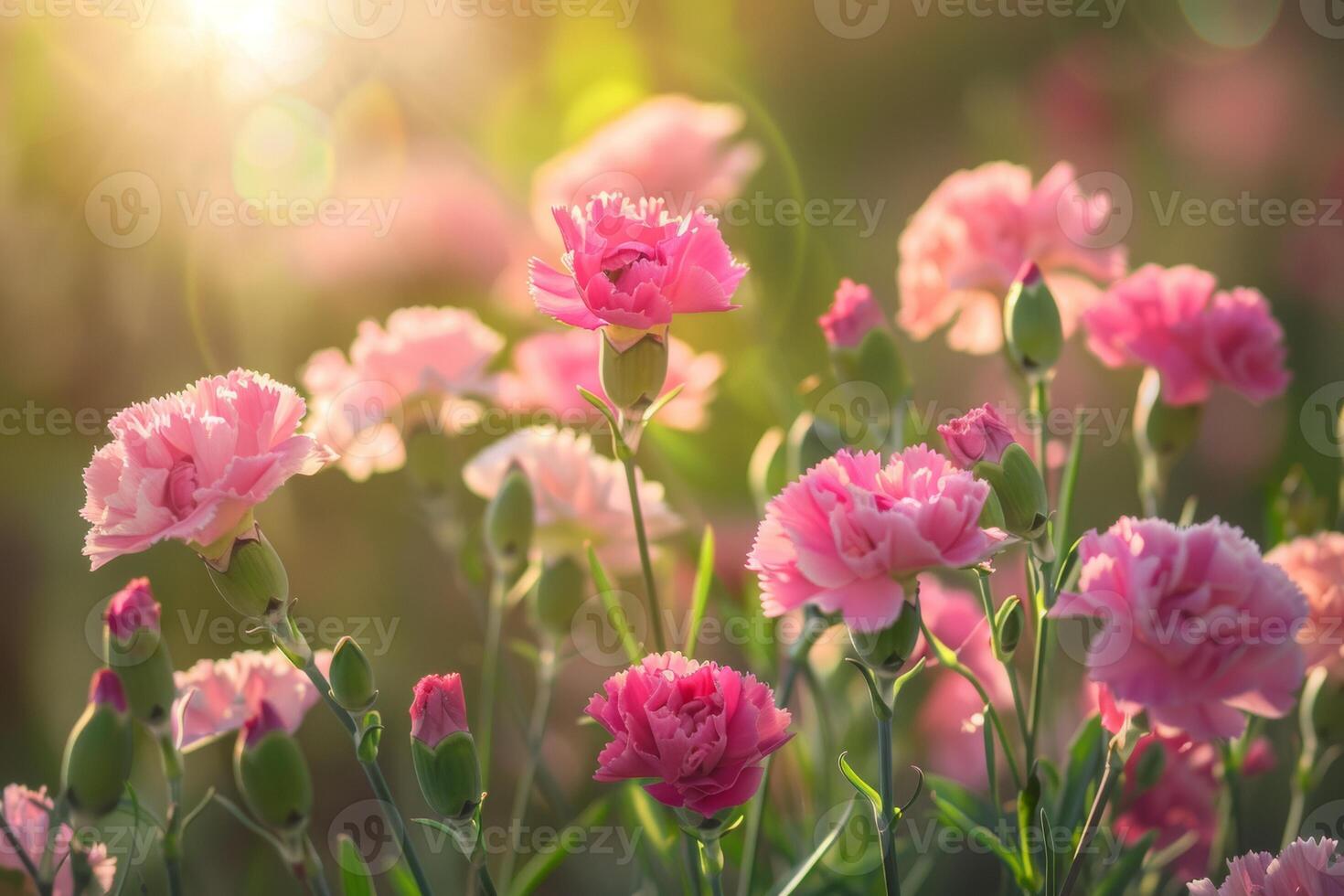 AI generated Sunlit Pink Carnations in Bloom photo