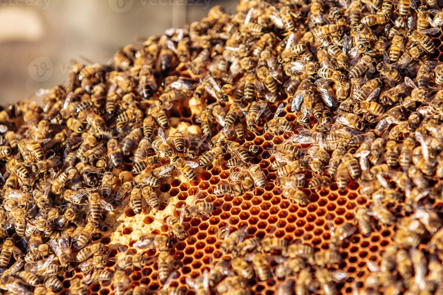 Working bees on honeycomb. Frames of a bee hive. Apiculture photo