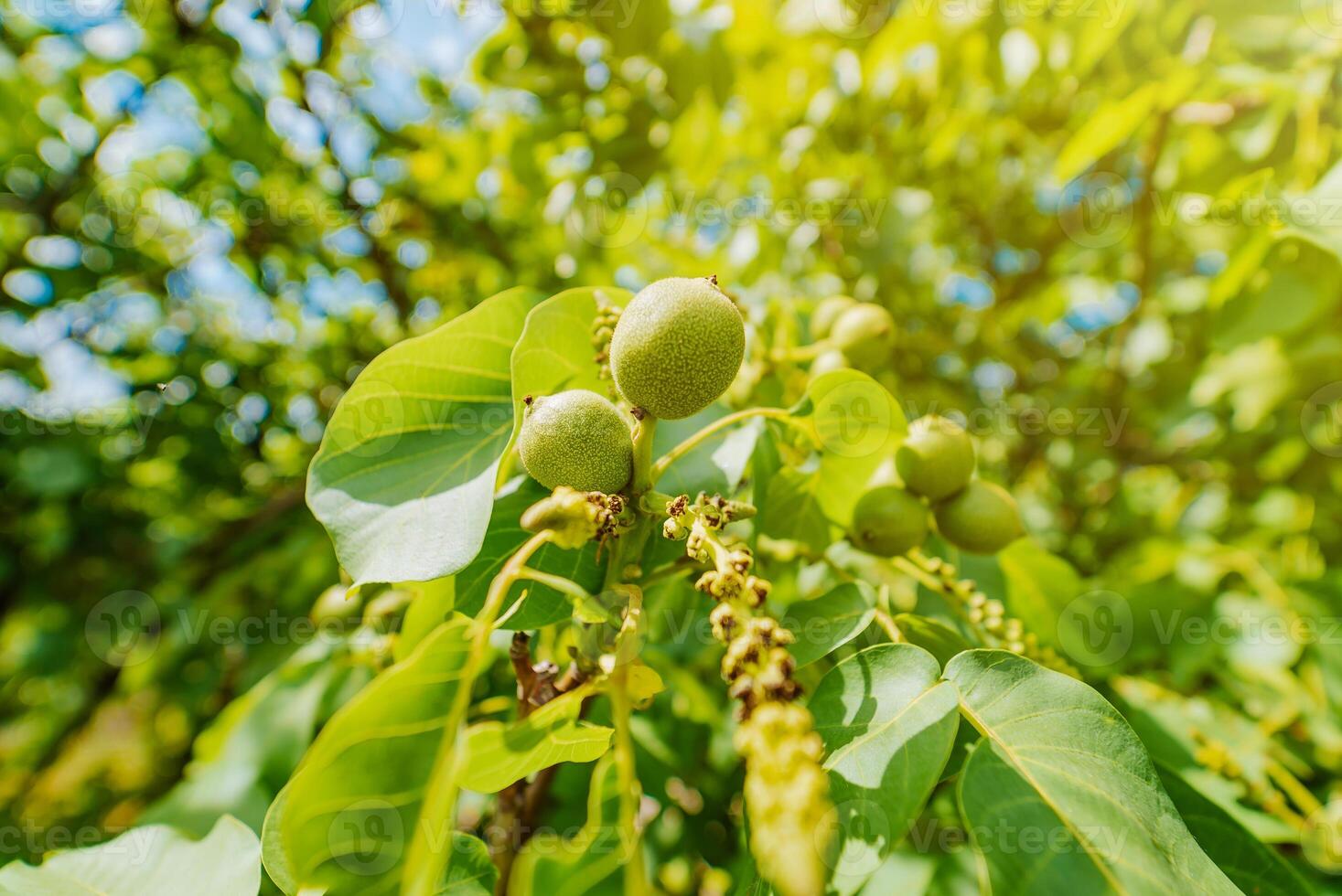 Walnut tree on the blue sky background. Walnuts hanging on a tree in a warm sunny day. photo