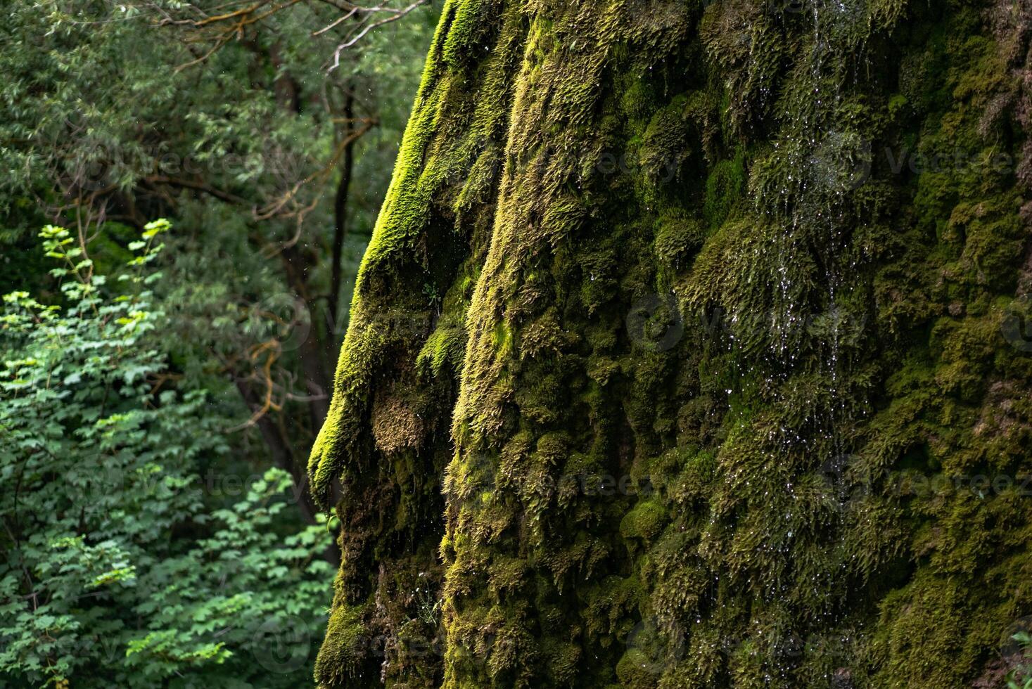 stream flows from above the cliffs over the moss in the forest in the summer. Close-up photo