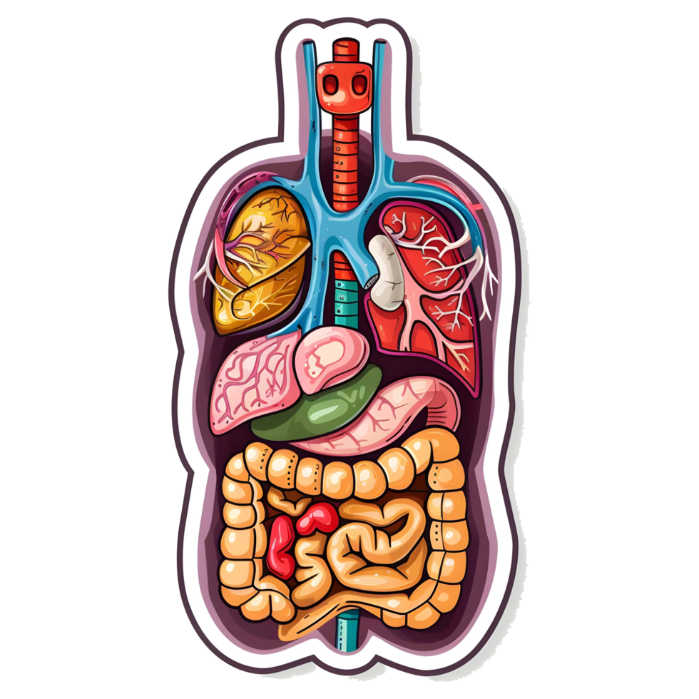 AI generated 3d Human Organs set sticker style over transparent background - Ai generated png