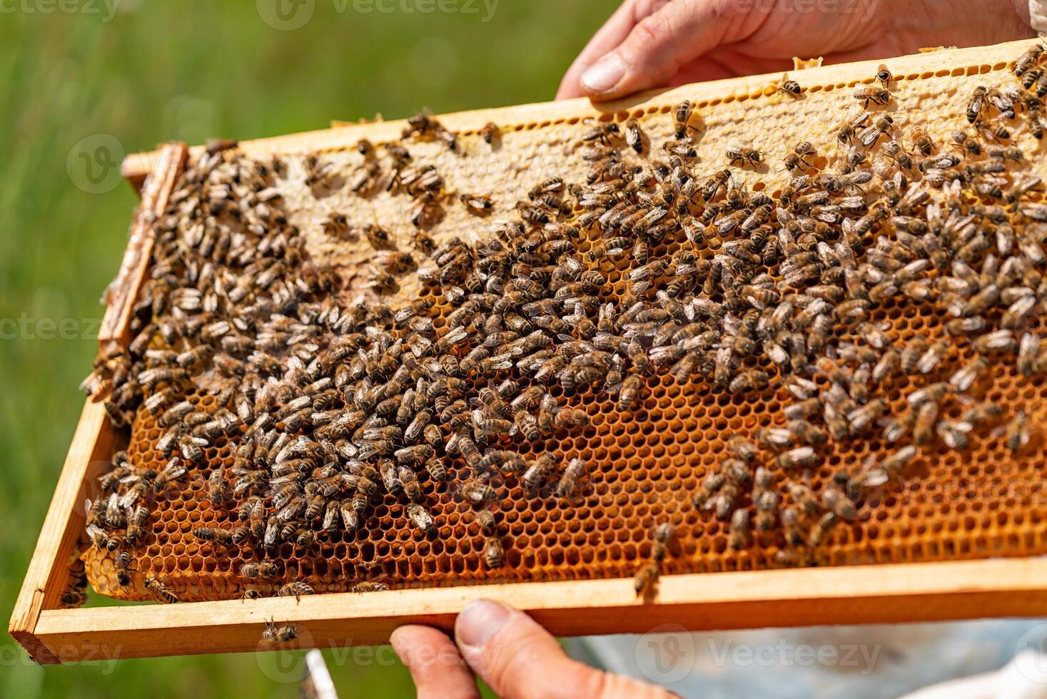 Many bees on honeycomb in apiary - selective focus. A frame of honeycomb with working bees in the garden. Copy space photo