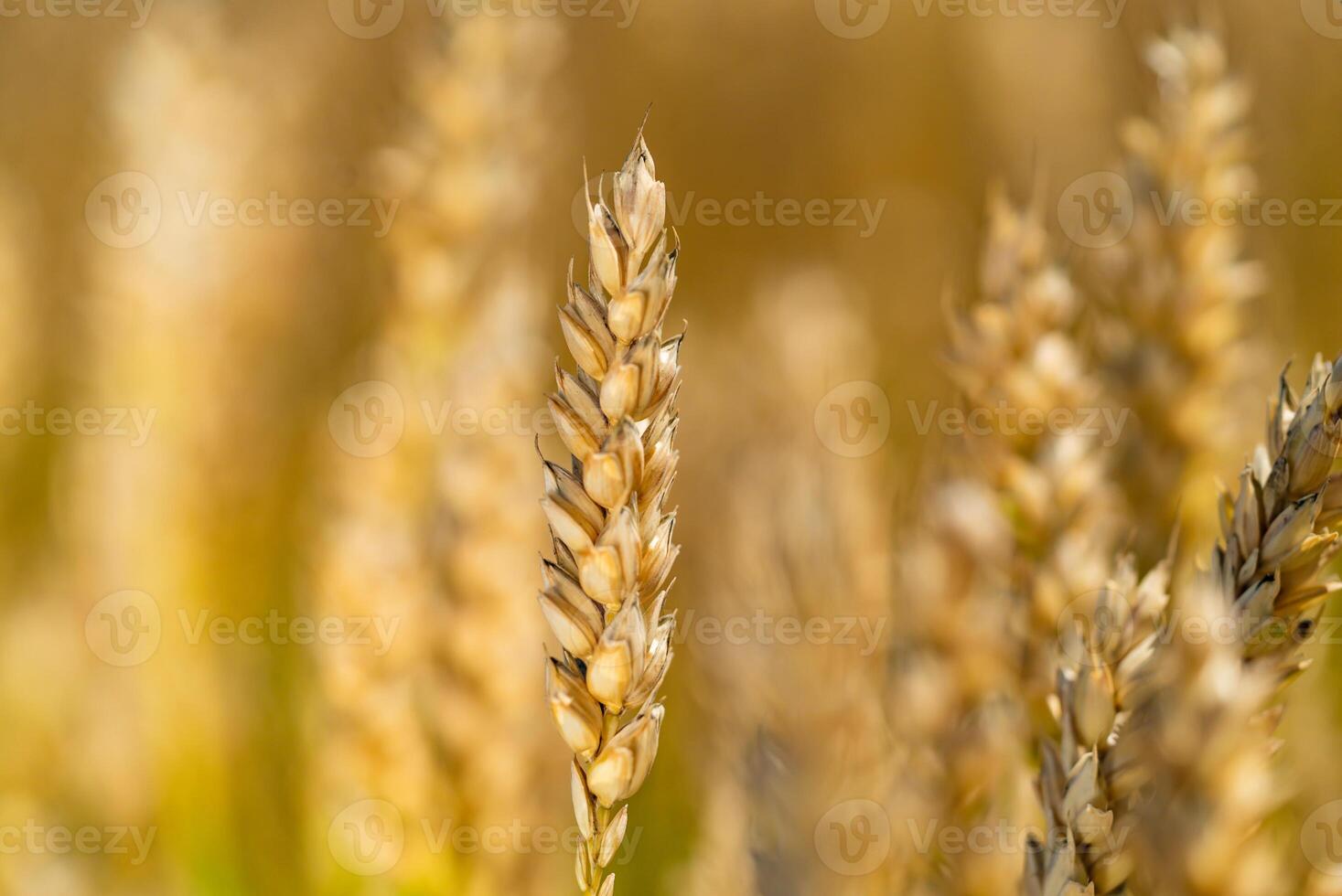 stalks of wheat ripen in the field in a sunny days in the summer. Close-up photo