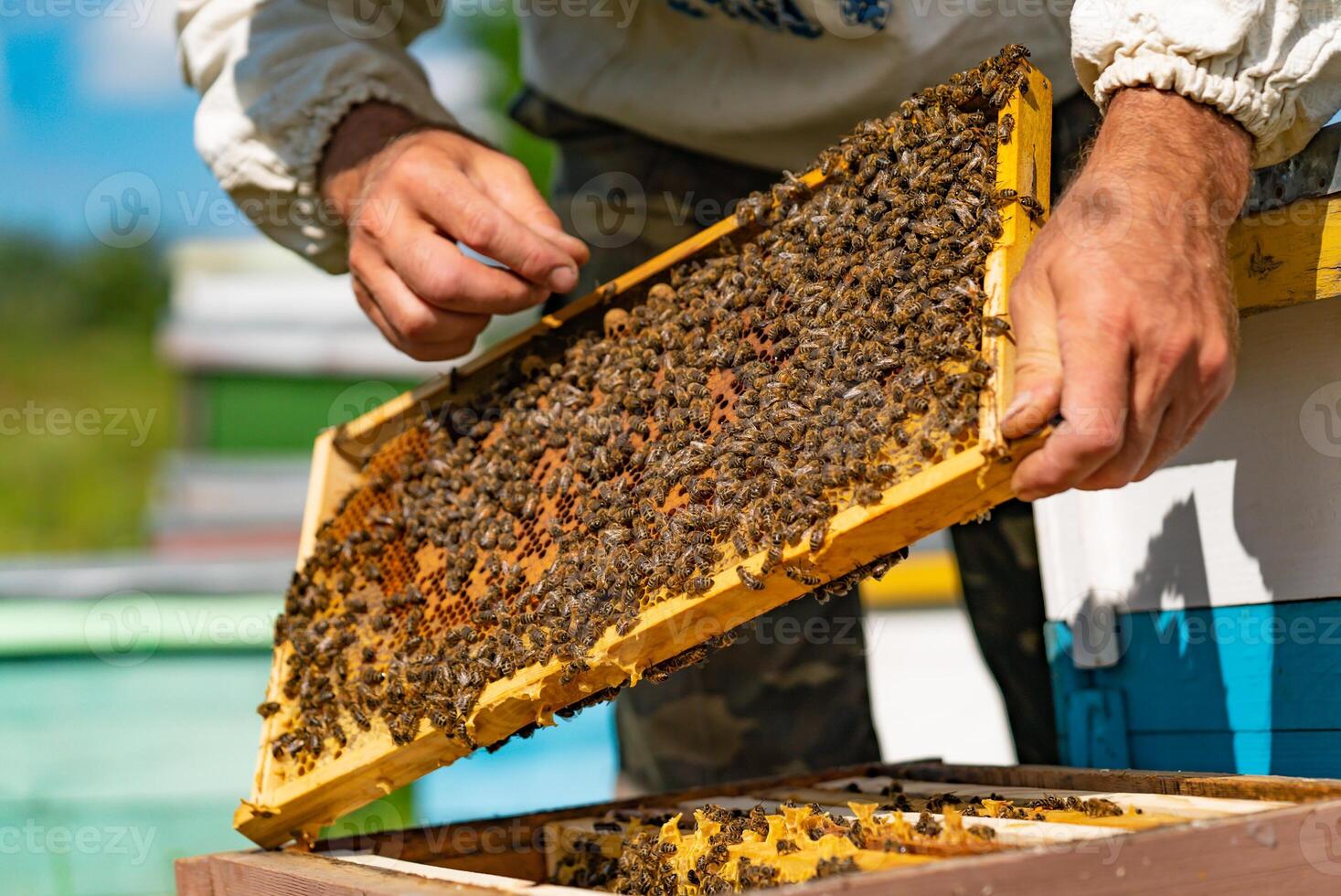 a beekeeper keeps a wooden frame with honeycomb and bees in his hands over the hive photo