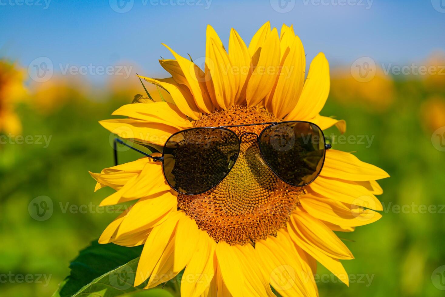 Sunflower with smiley face on natural green background photo