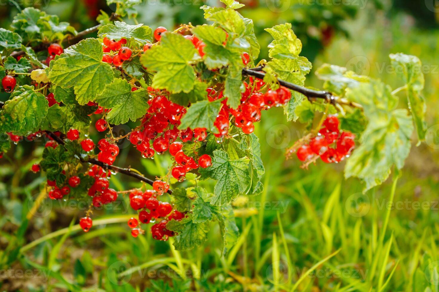 Large ripe red currant. Tasty currant in the garden photo