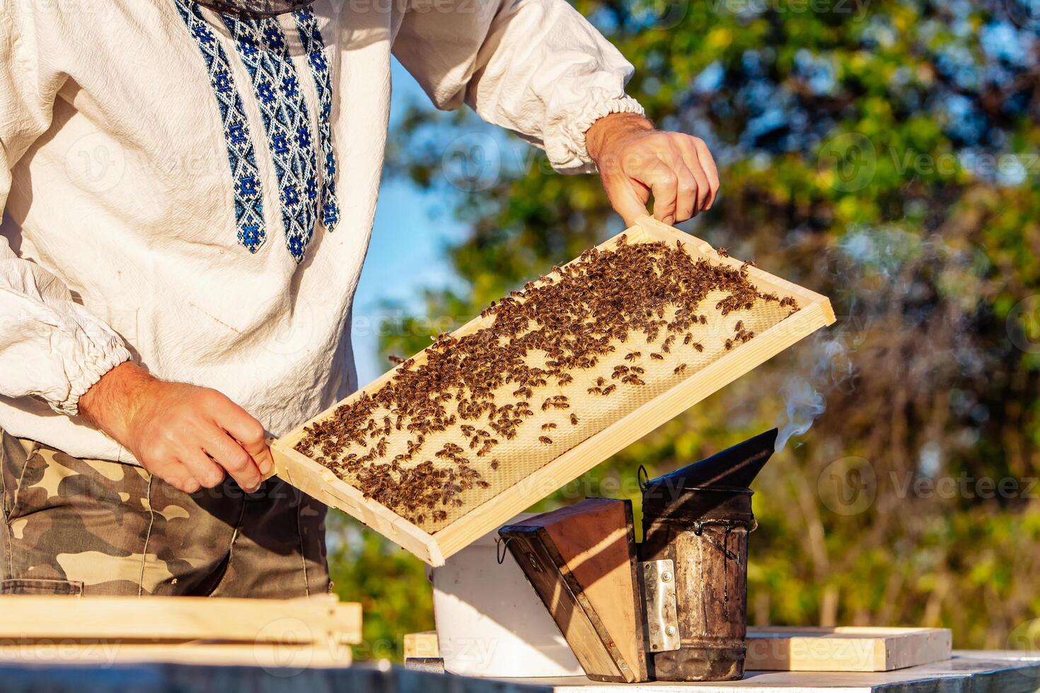 Frames of a bee hive. Beekeeper Inspecting Bee Hive. Apiculture photo