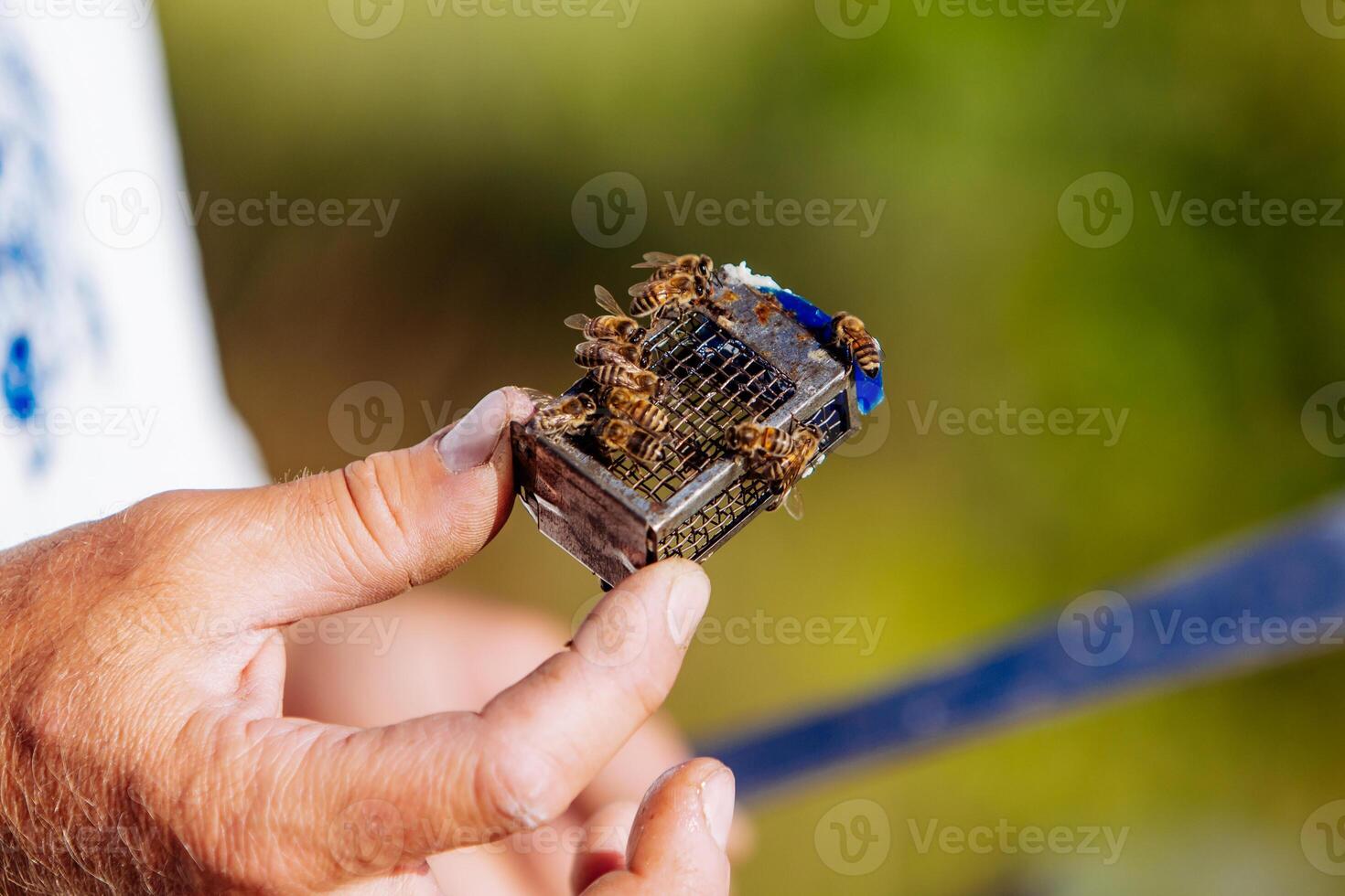 Queen bee. Beekeeper introducing a new queen bee to the hive photo