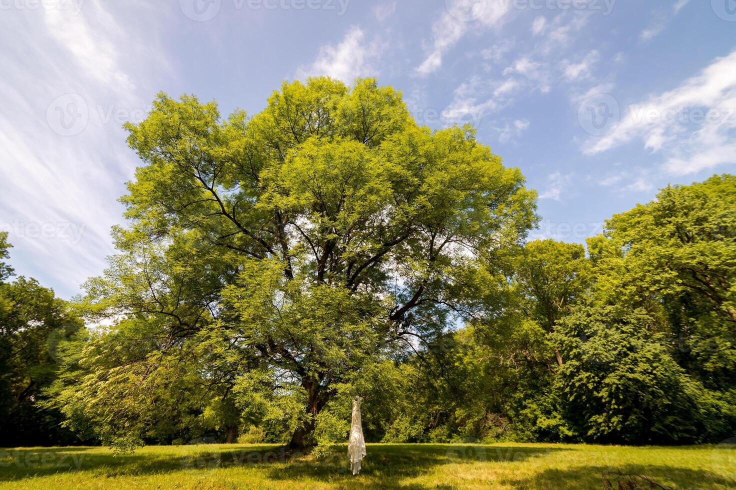 The Bridal wedding dress hanging on the tree branches. Tree in a meadow photo