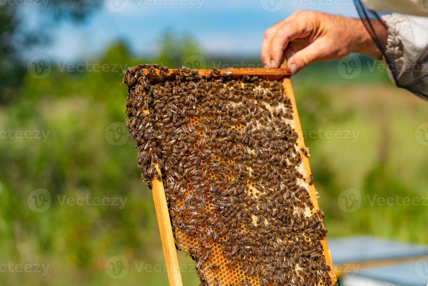 Hands of a man holds a frame with honeycombs for bees in the garden in summer. Beekeeper holding honeycomb with bees in his hands looking at it. Close-up photo