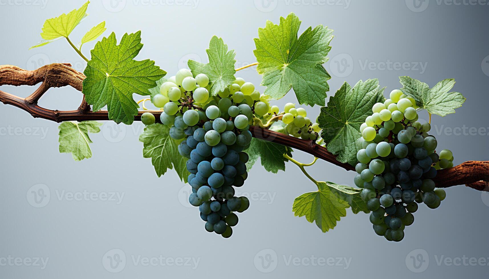 AI generated Fresh grape bunches hang from a leafy vineyard branch generated by AI photo