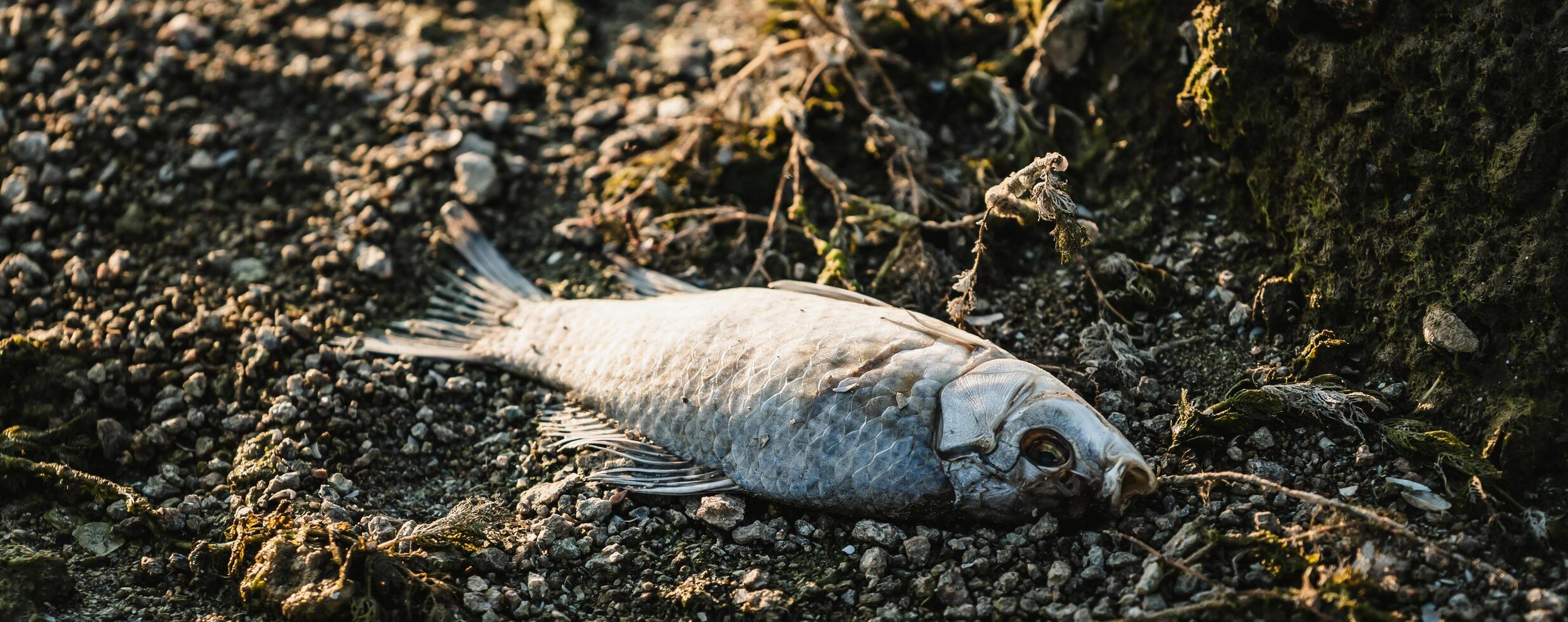 Bloated, dead, poisoned fish lies on the river bank. Environmental pollution. The impact of toxic emissions in the aquatic environment photo