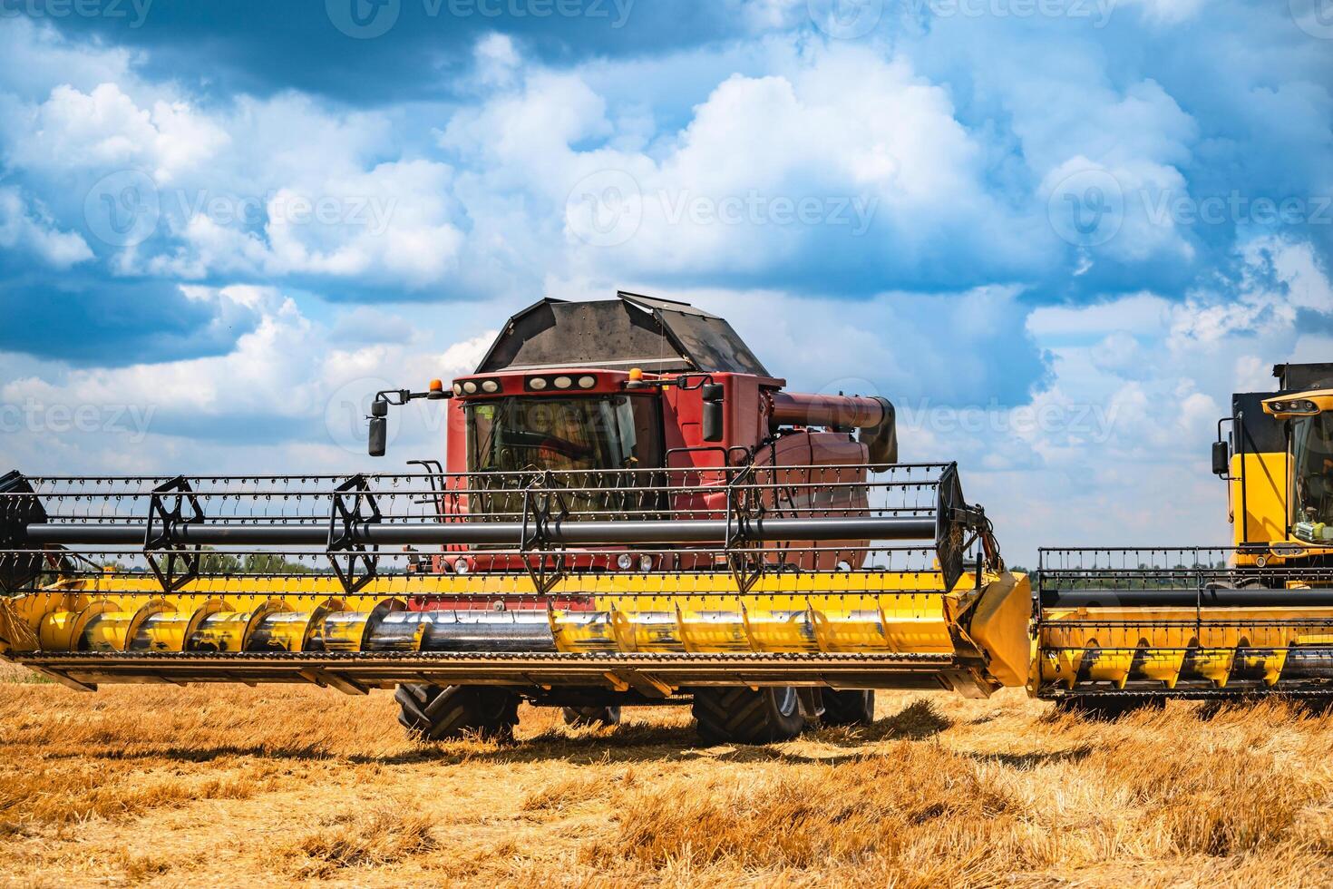 Grain harvesting combine in a sunny day. Yellow field with grain. Agricultural technic works in field. photo