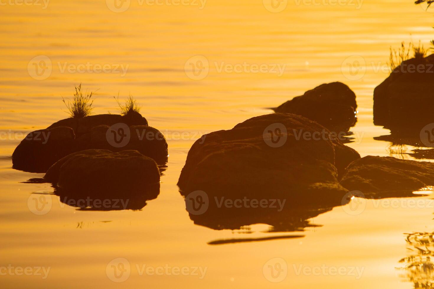 large stones are in the river at sunset in the summer. Plants are sprouted on stones in the water photo