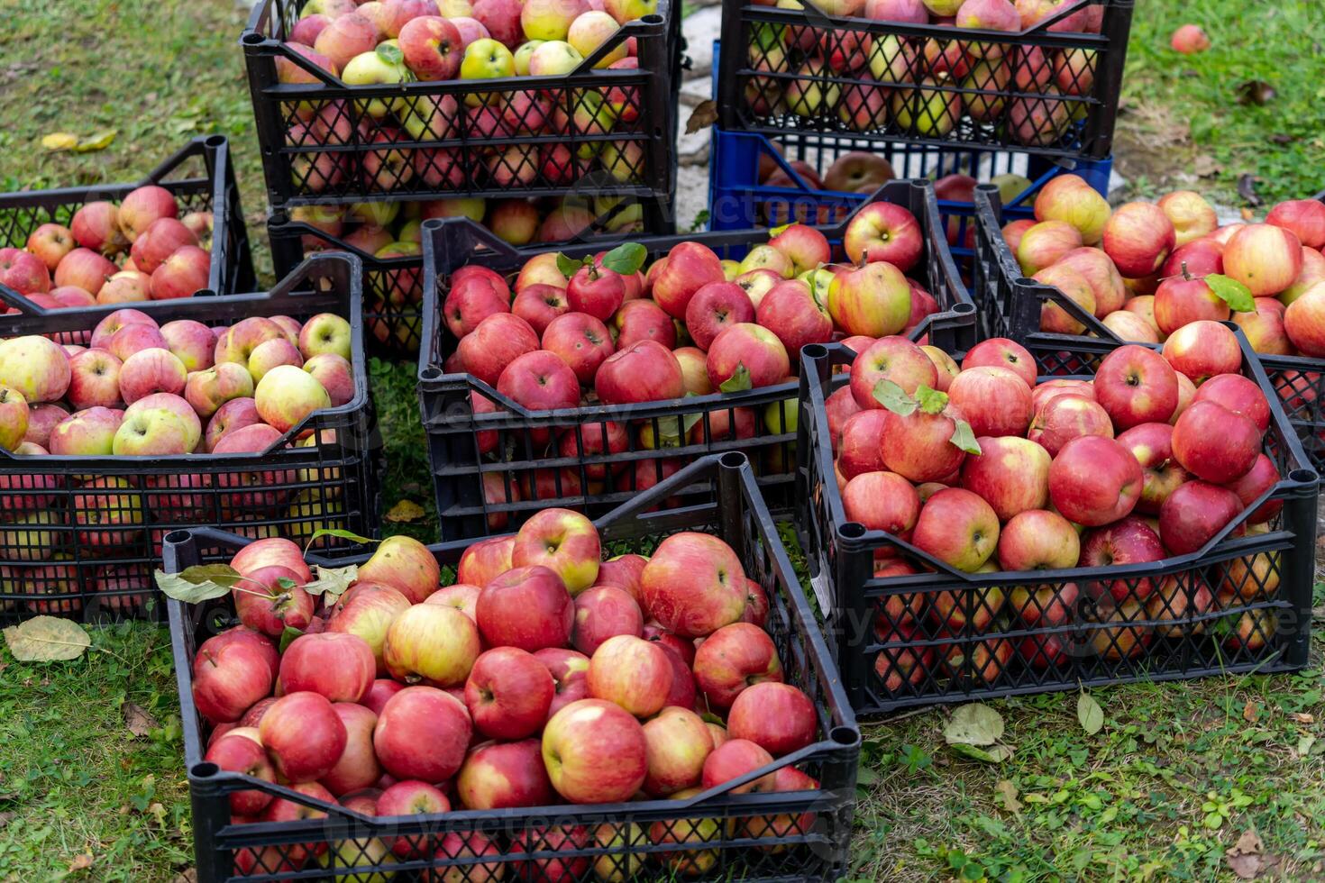 Red apples in plastic basket in apple orchard. Apple Harvest Concept photo